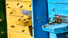 Koniec z pasiekami w miastach? Pszczelarze zapowiadają protesty Koniec z pasiekami w miastach? Pszczelarze zapowiadają protesty